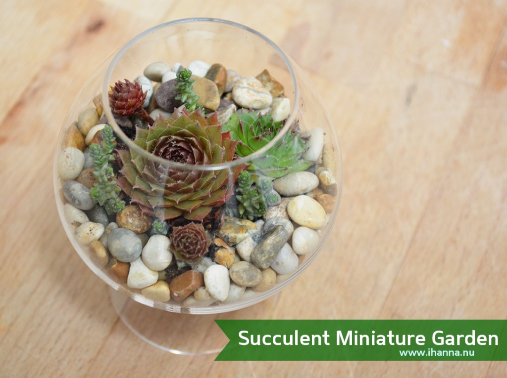 iHanna's Miniature Succulent Garden in a tiny glass at www.ihanna.nu