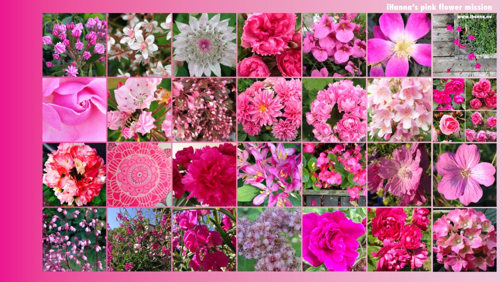 Free Desktop background featuring iHanna's Pink Flower Mission 2014, as seen on instagram (50 Shades of Pink in The Pink Flowers indeed)