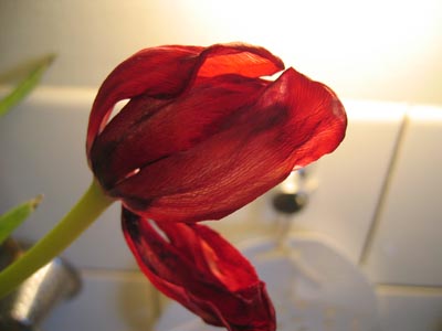 Tulips 3