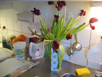 Tulips on the zink