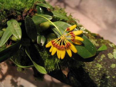 Flower!