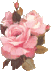 Roses!