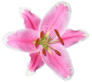 Pink flower - a photo by iHanna copyright 2005