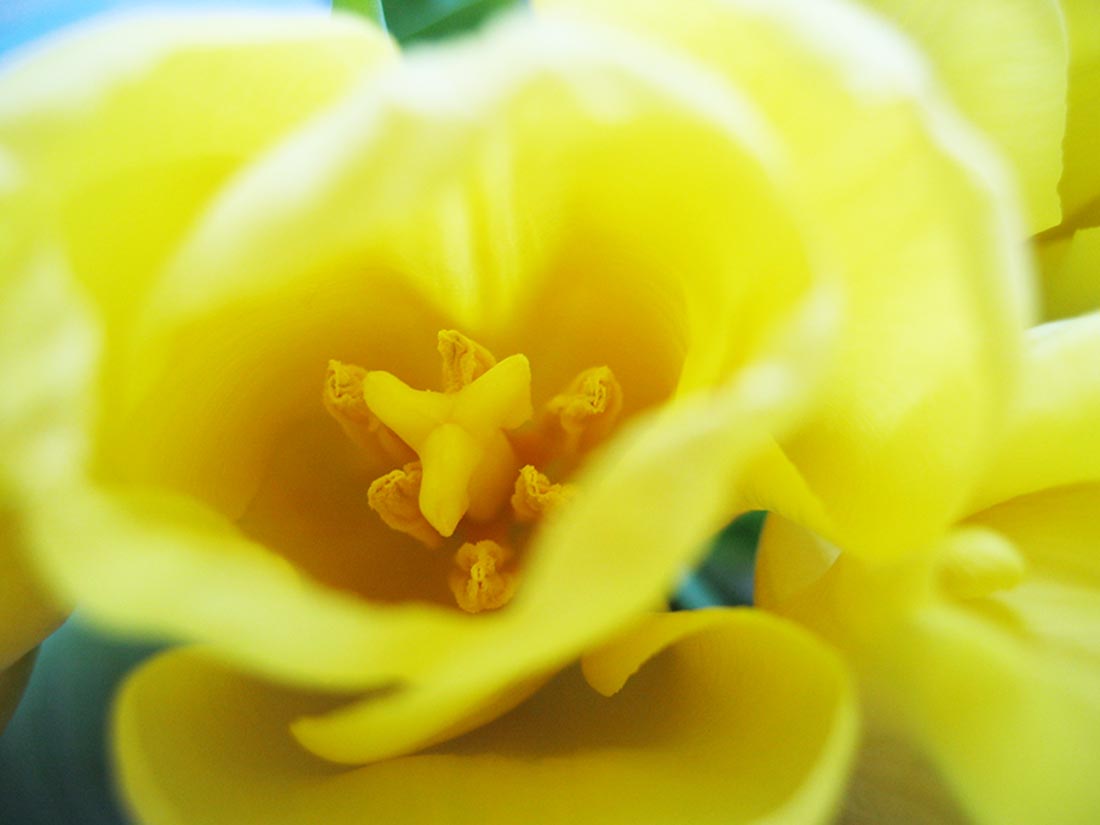 Yellow tulips in Sweden photographed by Hanna Andersson, Studio iHanna