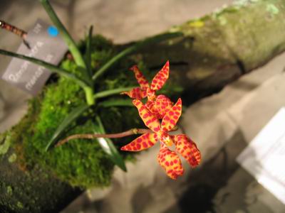 Orchids indoors at the Aquaria Watermuseum in Stockholm in 2005 (Photo copyright Hanna Andersson)