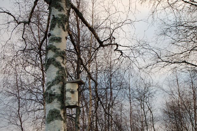 Bird house in birch wood (Photo copyright Hanna Andersson)