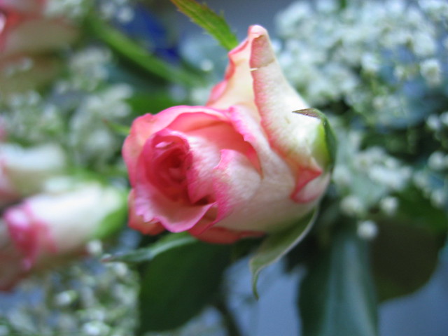Rose that is a bit blurry (Copyright H. Andersson)