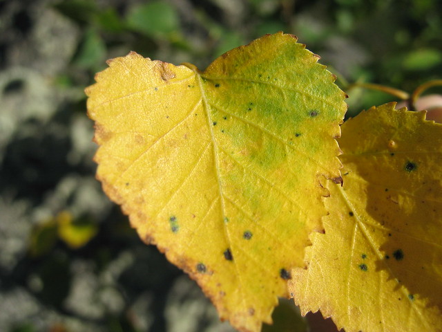 Yellow leaf (Copyright H. Andersson)