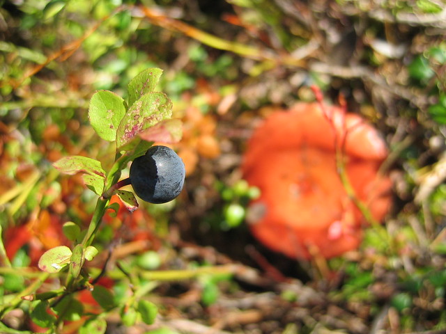 One blue and one red spot in the forest (Copyright H. Andersson)