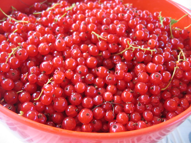 Berries (Photo copyright Hanna Andersson)