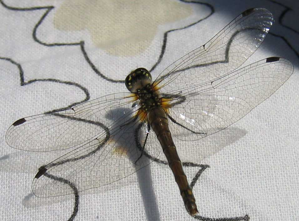 Dragonfly close-up photo by iHanna (Copyright Hanna Andersson)