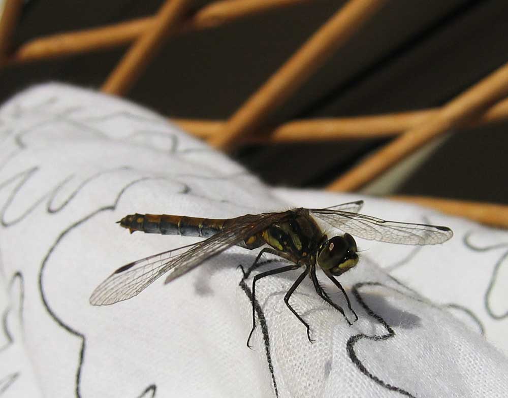 Green dragon fly insect in Sweden (Copyright Hanna Andersson)