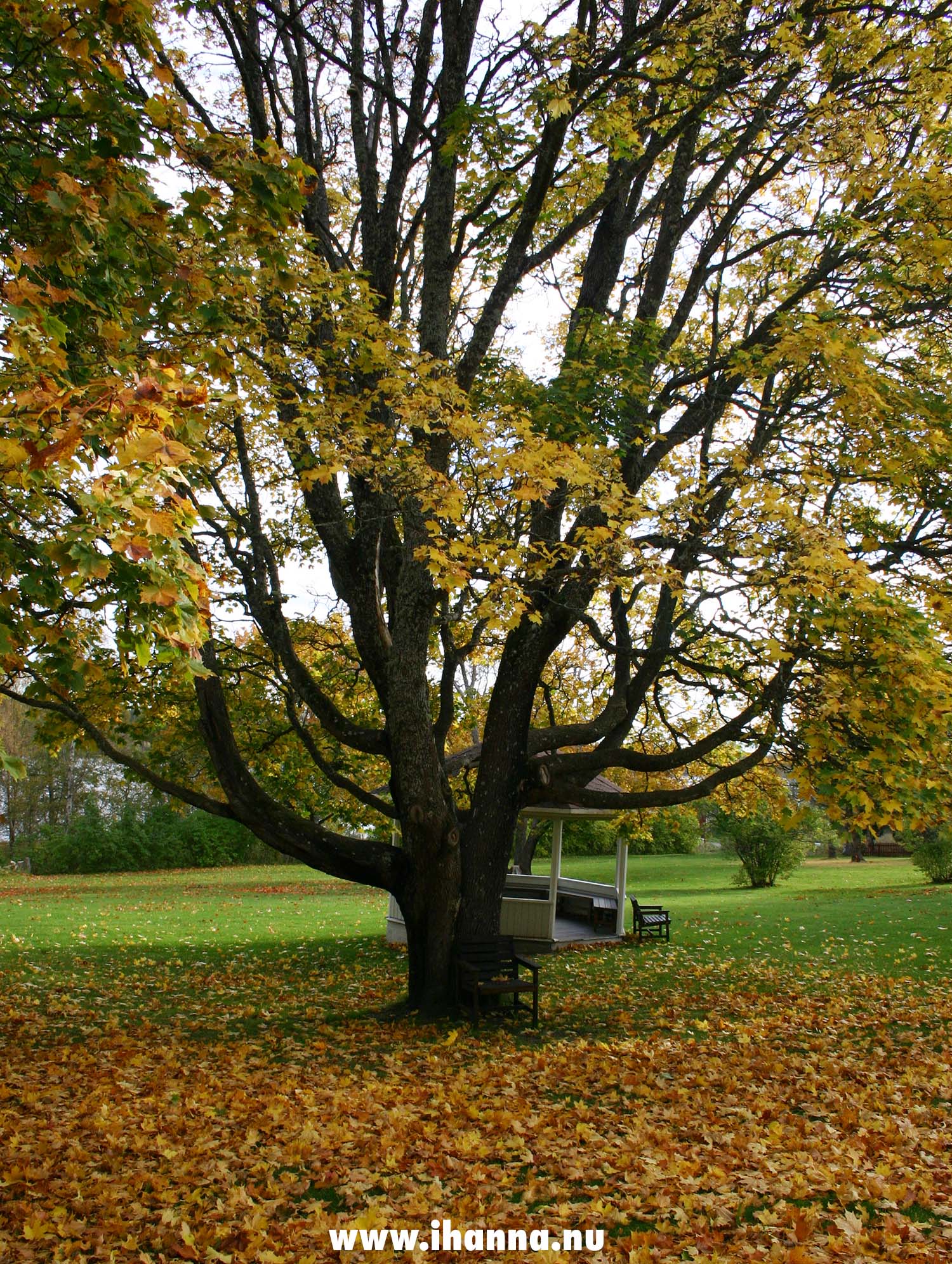 A beautiful tree in golden yellows at Strömbäck (Photo Copyright H. Andersson)