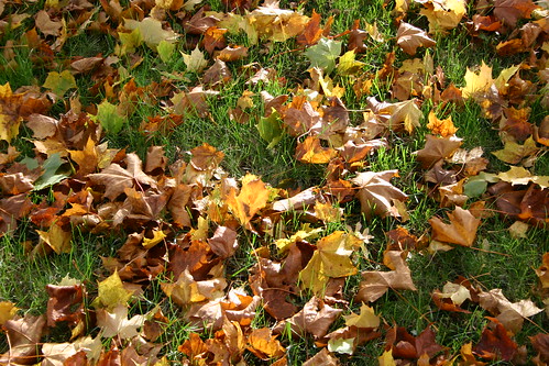 Autumn colors at Strömbäck (Photo Copyright H. Andersson)