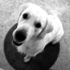 Haddock the cheeky but cute dog