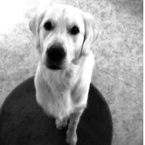 Haddock the Dog