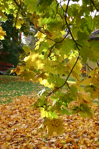 Autumn leaves still on the tree at Strömbäck (Photo Copyright H. Andersson)