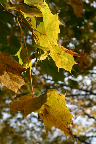 Noses Autumn colors at Strömbäck (Photo Copyright H. Andersson)
