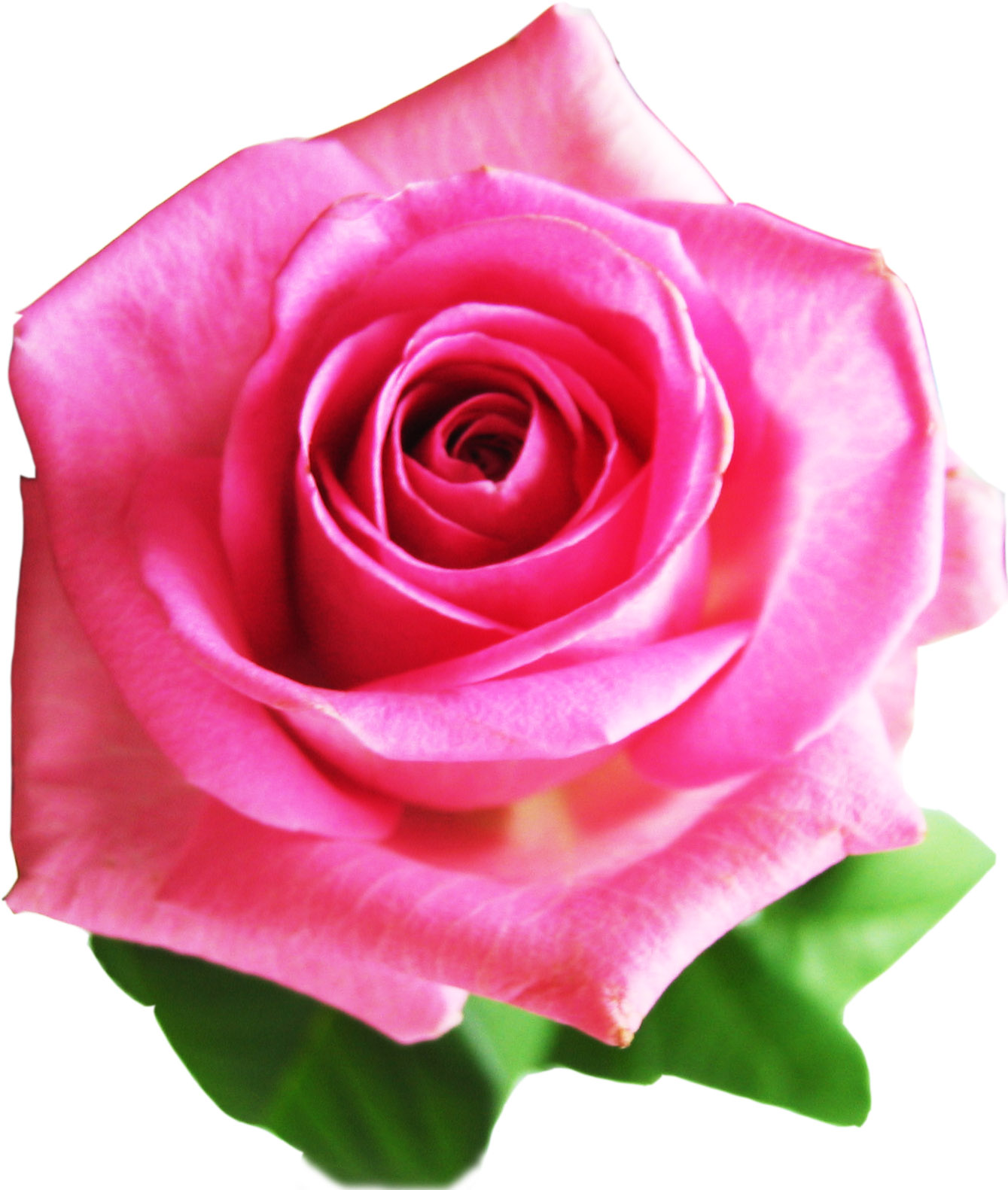 Pink rose one year anniversary of engagement