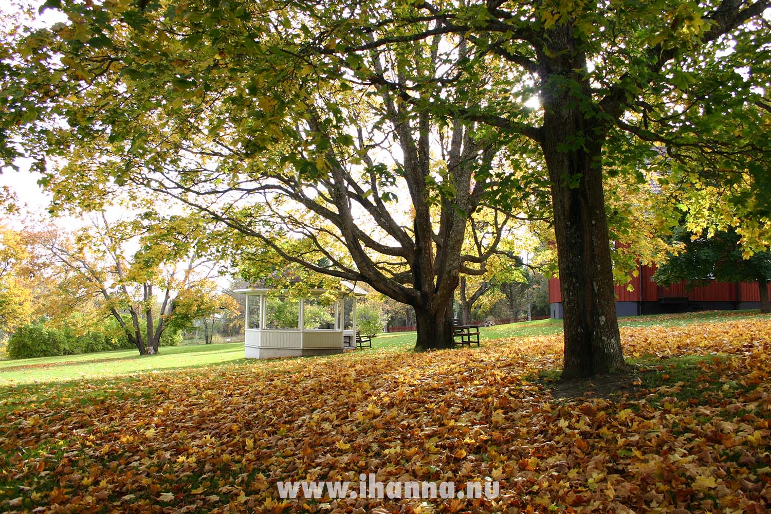 Autumnal golden yellow trees at Strömbäck (Photo Copyright H. Andersson)
