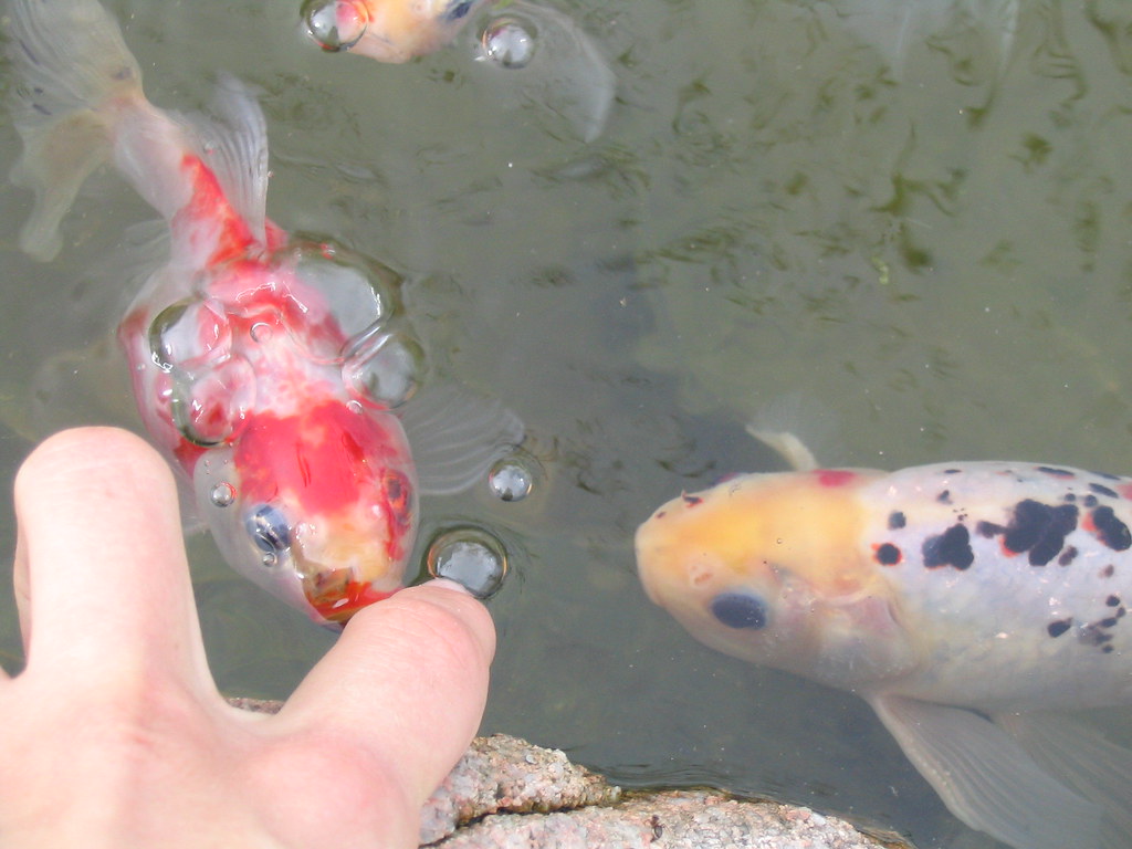 Gold fish in the pond taking a nibble (Photo copyright H. Andersson)
