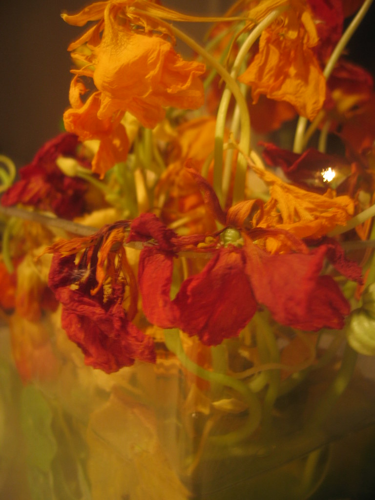 Withered flowers photographed by iHanna