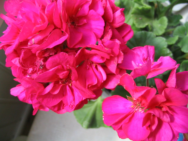 Pelargon