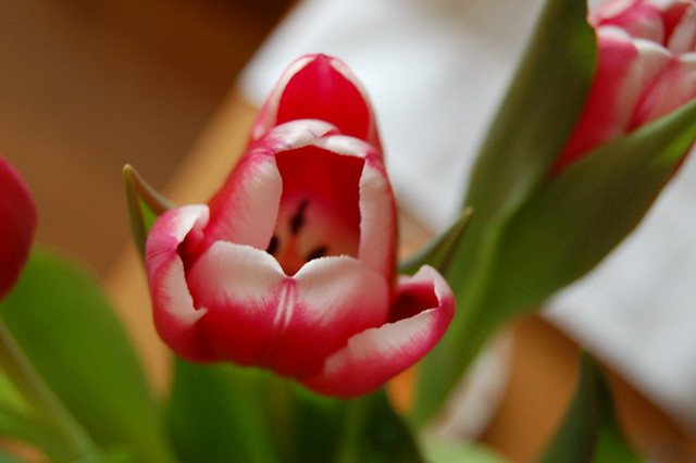 Pink tulip photo by iHanna