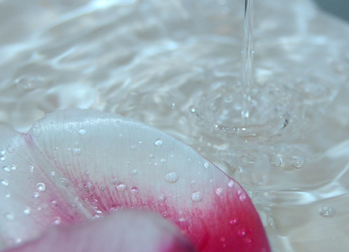 Petals on water, water on petals (Photo copyright Hanna Andersson)