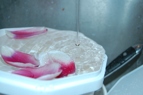 Petals on water, water on petals (Photo copyright Hanna Andersson)