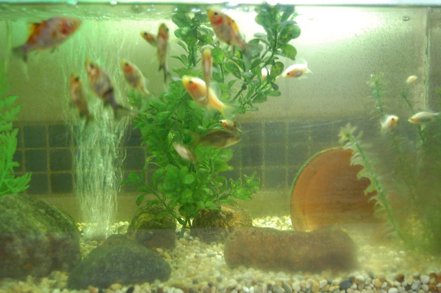 Goldfish babies in the aquarium (Photo copyright Hanna Andersson)