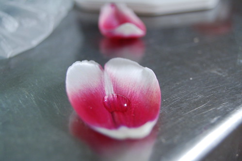 Tulip petal with some water on (Photo copyright Hanna Andersson)