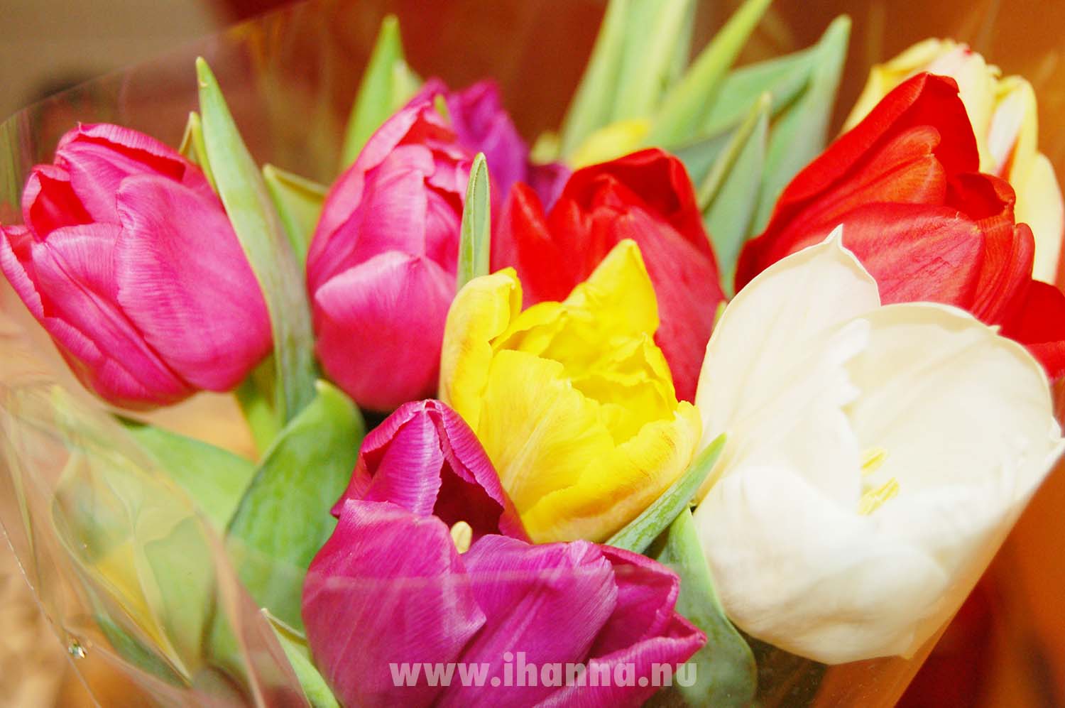 Tulips for Jenny (Copyright Hanna Andersson) One of the best things at Winter time is to buy a big bouquet of tulips for yourself or somebody else