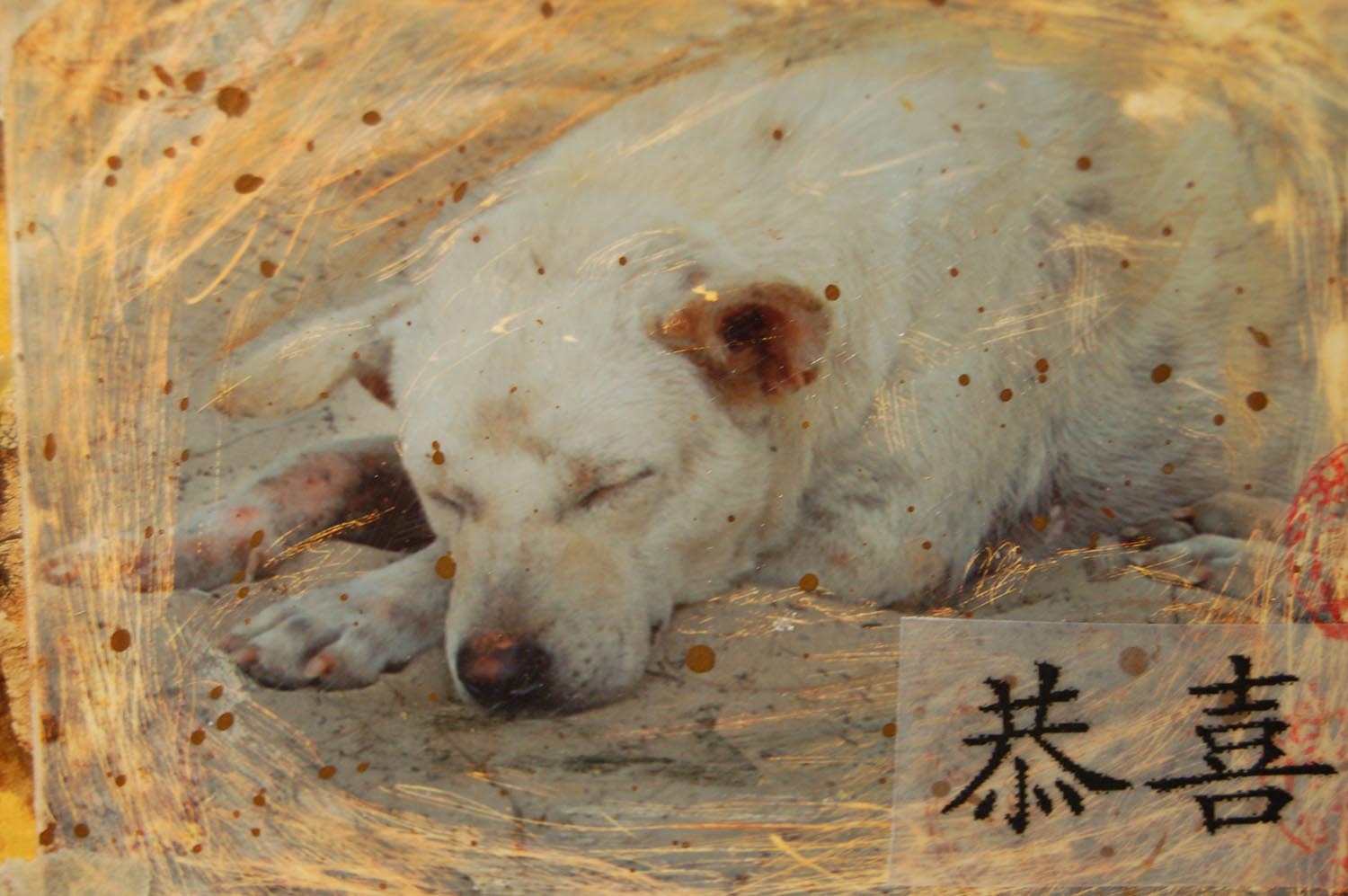 Altered photo of Asian street dog (Copyright Hanna Andersson)