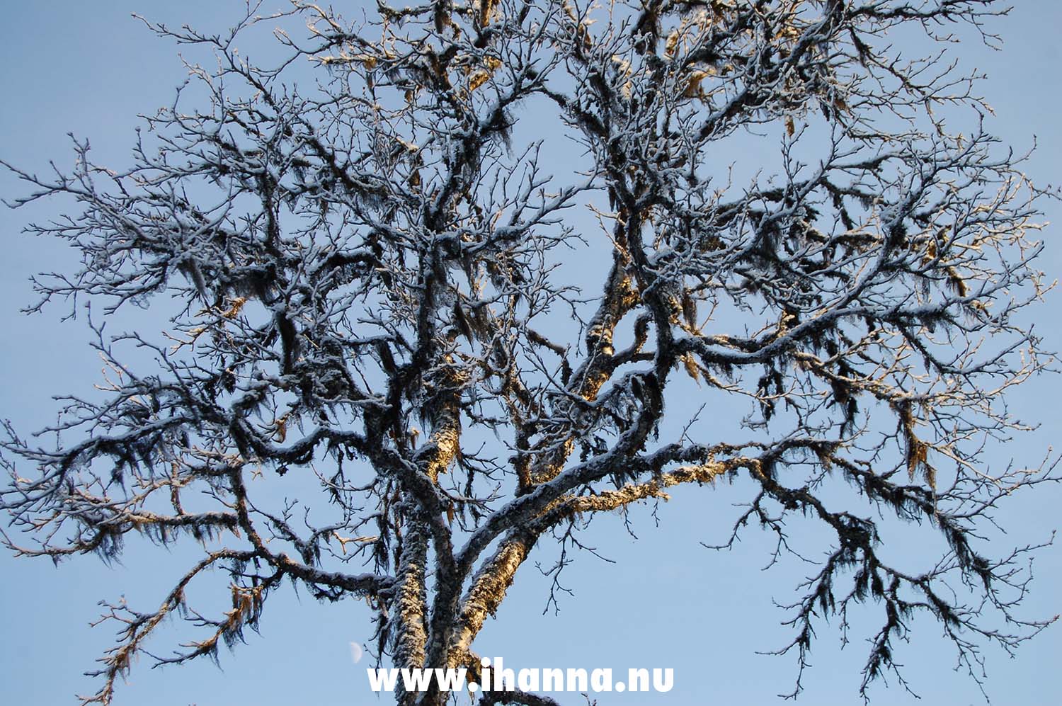 Naked winter tree in Borgafjäll, the Swedish alps 2006 - Photo copyright Hanna Andersson