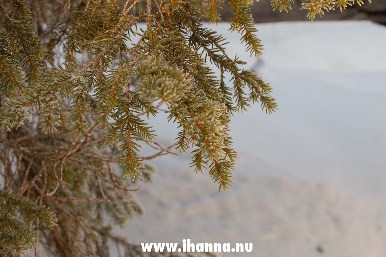 Borgafjäll pine tree in winter, the Swedish alps 2006 - Photo copyright Hanna Andersson