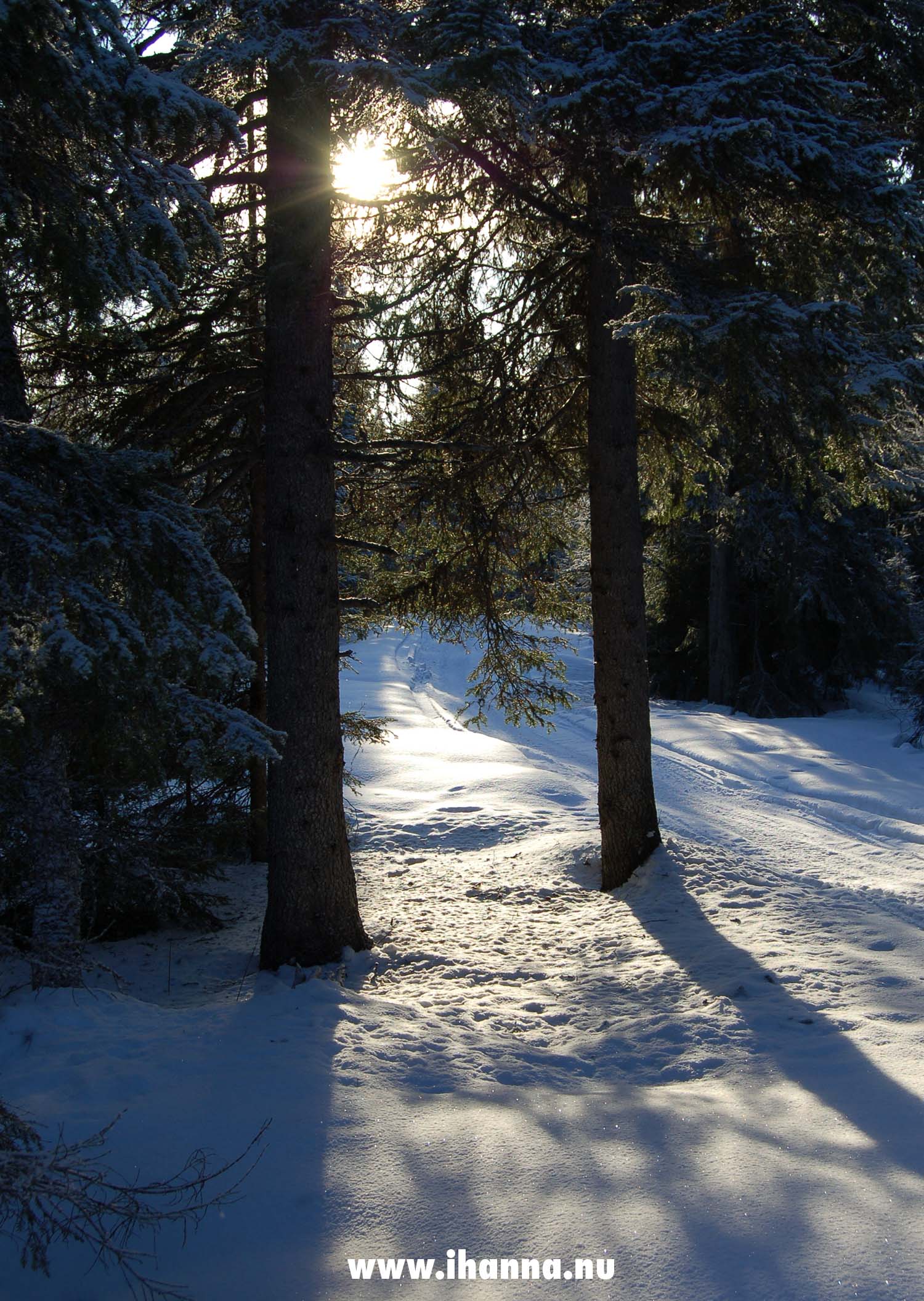 Trees and shadows in winter, the Swedish alps 2006 - Photo copyright Hanna Andersson
