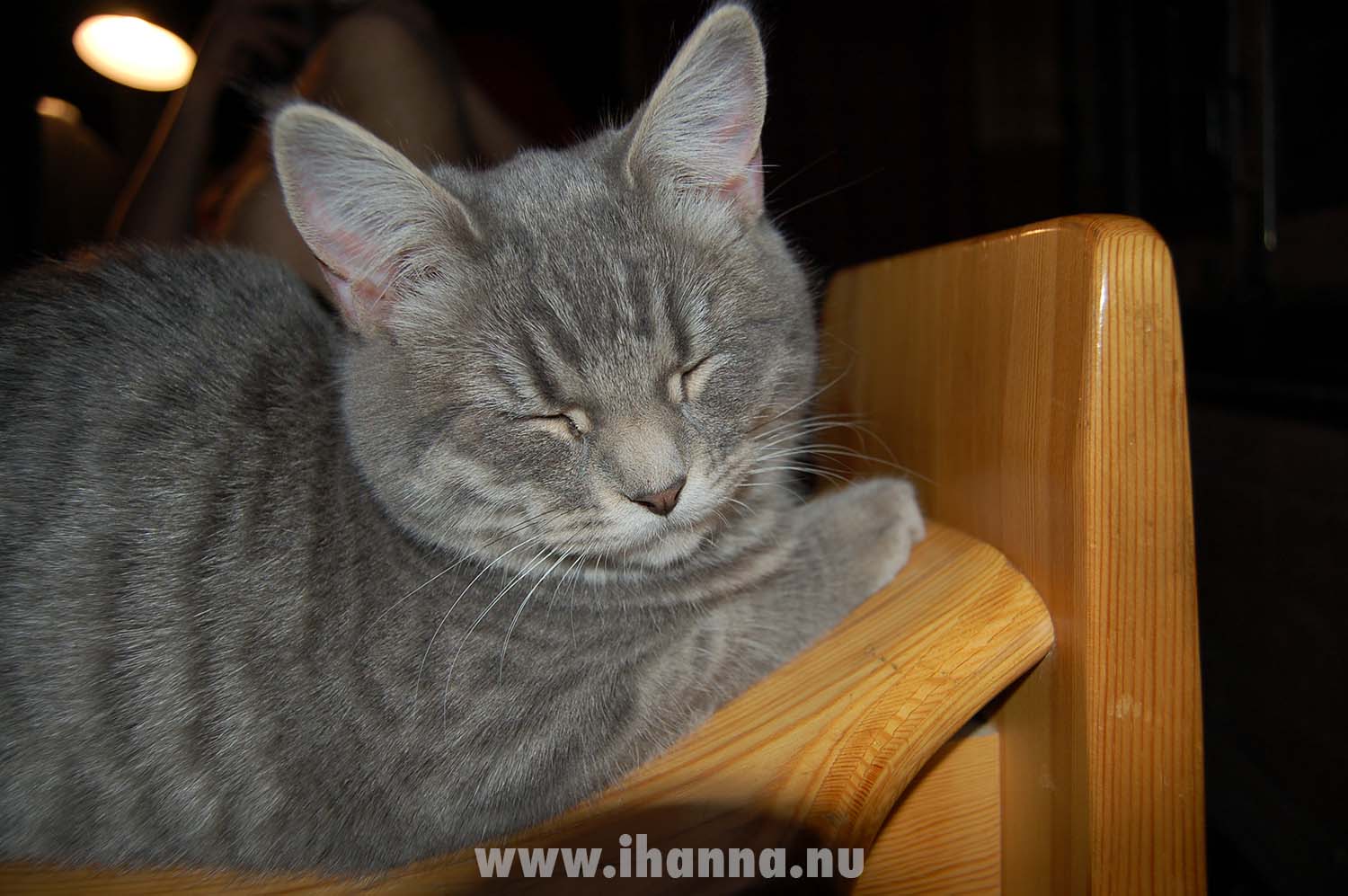 Peppar the gray Norwegian forest cat kitten cat sleeping (Photo copyright Hanna Andersson)