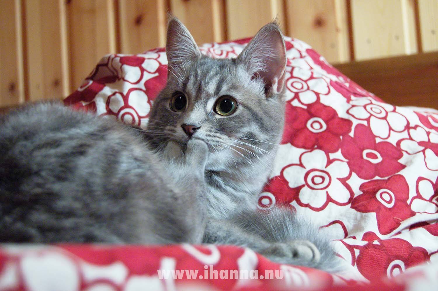 Peppar the gray Norwegian forest cat kitten cat in IKEA bed linnen (Photo copyright Hanna Andersson)