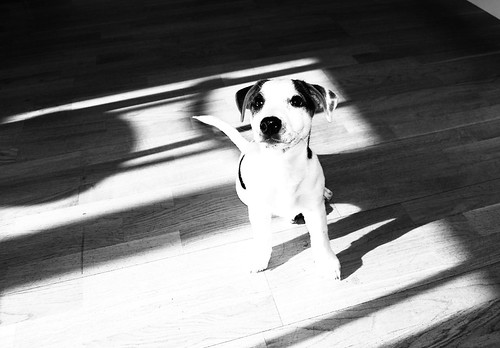 Ludde the puppy at a paper office in Övik (Photo copyright Hanna Andersson)