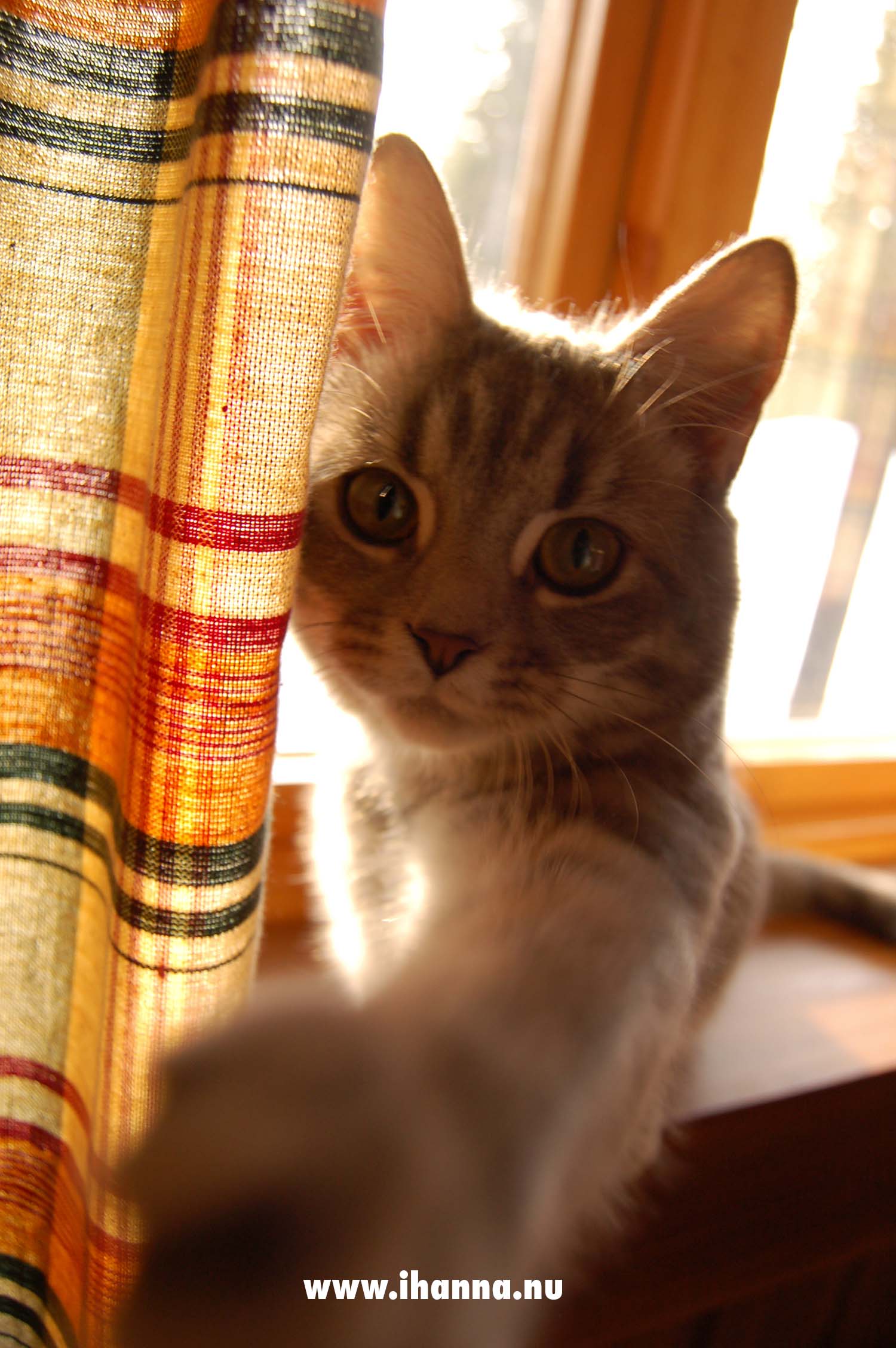 Peppar peeking through the curtain wanting to know what's clicking (Photo copyright Hanna Andersson)