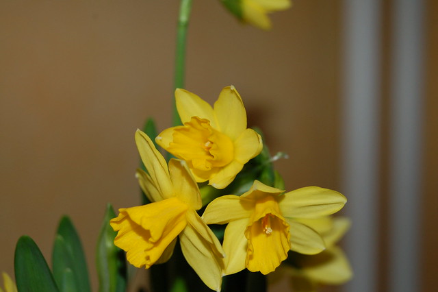 Spring time indoors photo copyright Hanna Andersson