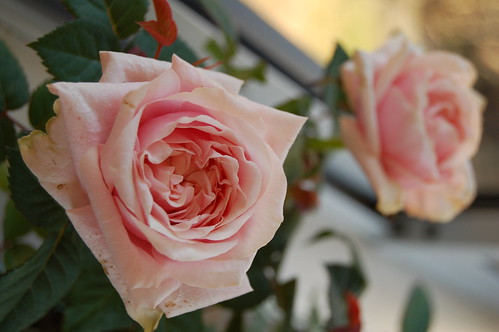 Pink roses at my parents garden (Photo copyright H. Andersson)