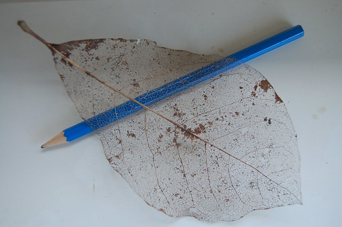 Dead leaf above a pencil (Photo copyright H. Andersson)