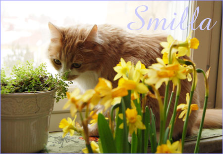 My cat Smilla (Photo Copyright Hanna Andersson)