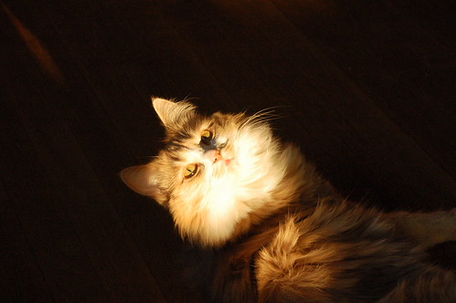 Sunbathing Smilla the cat 2006 (Photo copyright H. Andersson)