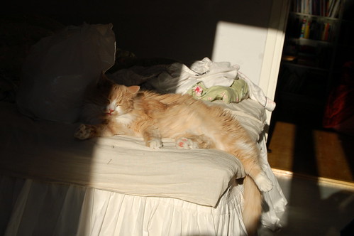 Smilla sun bathing on our bed 2006 (Photo Copyright H. Andersson)