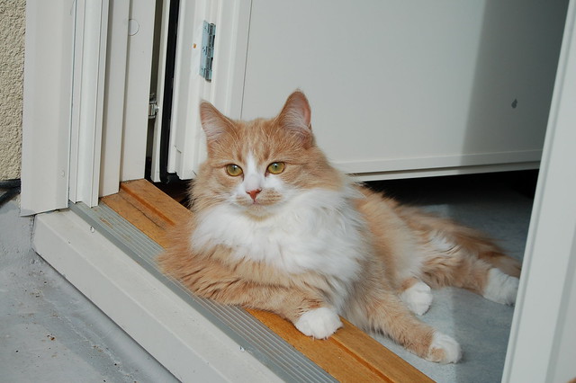 The beauty Smilla in the balcony door opening 2006 (Photo copyright Hanna Andersson)