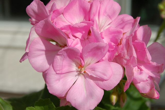 Pink Geraniums on the balcony  2006 (Photo copyright Hanna Andersson)