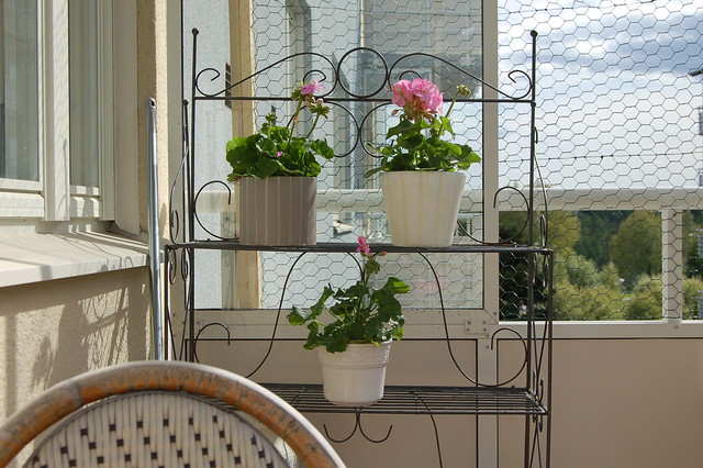Rosa pelargonier / Pink Geranium / Pelargonium on the balcony  2006 (Photo copyright Hanna Andersson)